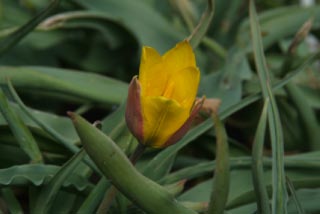 Tulipa kolpakowskianaGebogen tulp bestellen